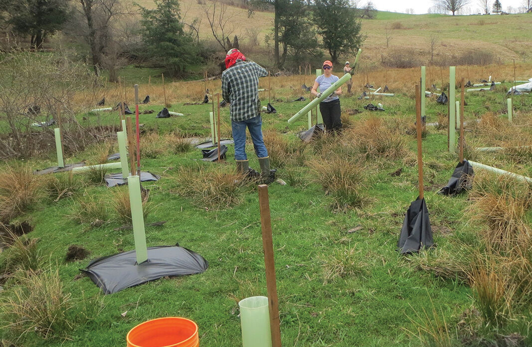 Upper Susquehanna tree planting in NY
